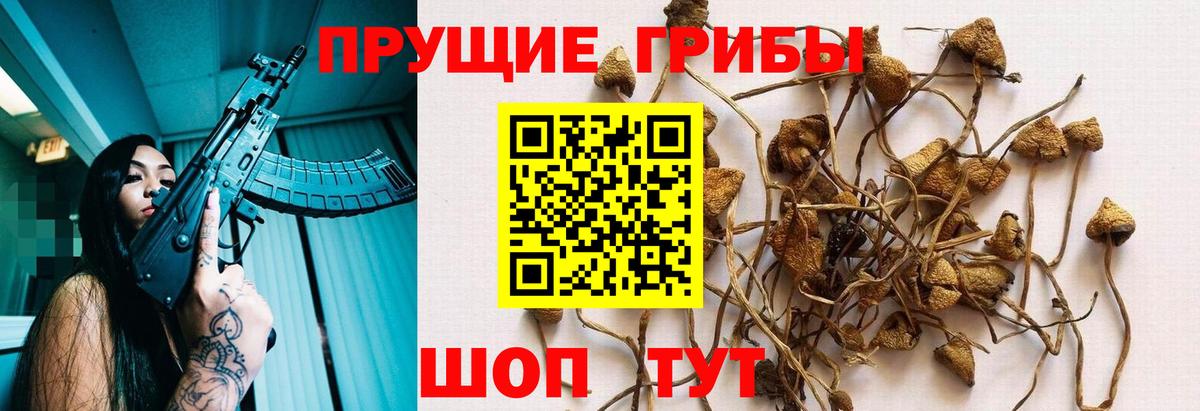 Псилоцибиновые грибы GOLDEN TEACHER  купить наркотики цена  Оренбург  Вход с VPN 
